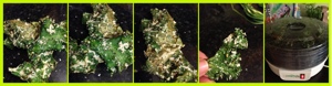 Lemon Pepper Kale Chips by: Its All About Me Fitness